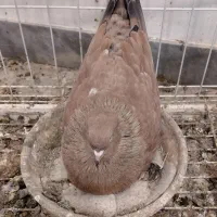 ۴ جفت کله ای چاپ فروشی