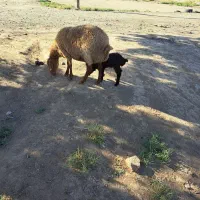 میش بره دار
