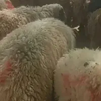 گوسفند و بره