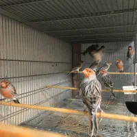 قناری اگات موزاییکی (خمین)
