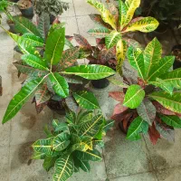 گل های طبیعی