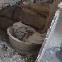 کفتر کله ایی|پرنده|میناب, |دیوار