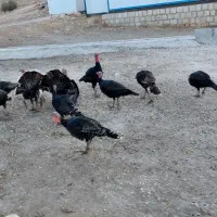 تعداد 13عدد بوقلمون کردی اصل