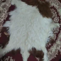 پوست بز