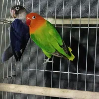 کوتوله مولد