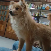 گمشده سگ پامرانین روباهی