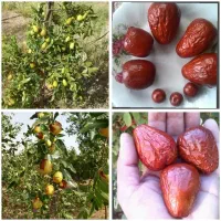 تبلیغ نهال|خدمات باغبانی و درختکاری|مشهد, هفده شهریور|دیوار