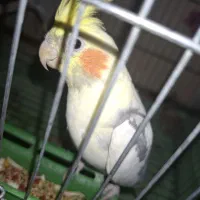 فروش یک عدد عروس هلندی|پرنده|بندر کنگان, |دیوار