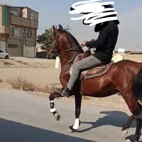 اسب کرد شجره دار با برگه کشش و تاییدیه