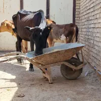 گاو با گوساله ماده