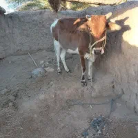 گاو بار دار ۵ماه هست|حیوانات مزرعه|بیرک, |دیوار