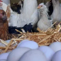 تخم مرغ گلین