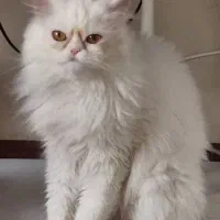 گربه پرشین اصل وارداتی سفید