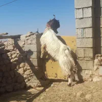 چپش نر داشتی|حیوانات مزرعه|افزر, |دیوار