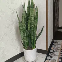 گل طبیعی