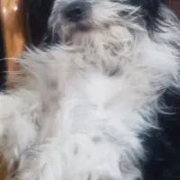 سگ شیتزو تریر