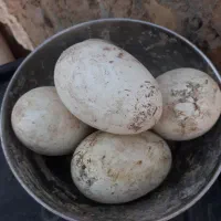 ۲عددغوغاز اوکراینی نر وماده جفت تخم|حیوانات مزرعه|مشهد, تبادکان|دیوار