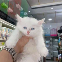 بچه گربه بریتیش اسکاتیش