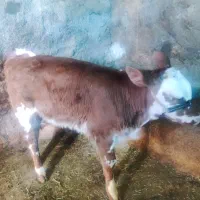 کاو سیمینتال