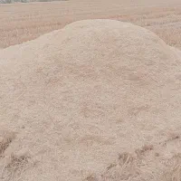 کاه لوبیا قرمز
