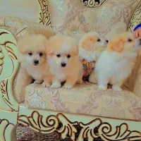 ...|سگ|تهران, استقلال|دیوار