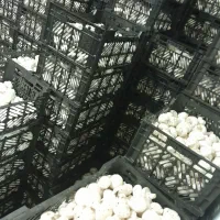 قارچ  پخش  (داری مرجوعی بار )