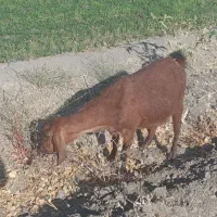 بز ماده جوان|حیوانات مزرعه|بروجرد, |دیوار