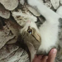 گربه خانگی ۱ سال عقیم شده