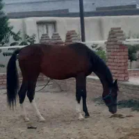 کره نریان ۲ساله یسر خارجی