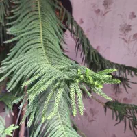 کاج مطبق|گل و گیاه طبیعی|مشهد, جاهد شهر|دیوار