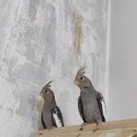 عروس هلندی مولد|پرنده|تهران, اتحاد|دیوار
