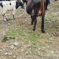 گاو کاملا فقیر و آرام با گوساله ماده