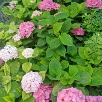 حراج نهال کرج درختچه شمال