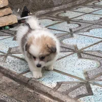 سگ ماده|سگ|نی‌ریز, |دیوار