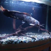 فروش یک عدد ماهی کت افریقایی|ماهی|صدرا-فارس, فاز ۱|دیوار