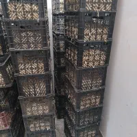 نشا پیاز، غده پیاز مینروا سایروس