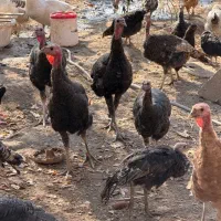 بوقلمون رسمی ۳۰ عدد|حیوانات مزرعه|تنکمان, |دیوار