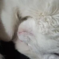 گربه گمشده|حیوانات|رشت, صفاری|دیوار