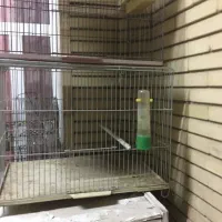 قفس پرنده|لوازم جانبی حیوانات|شیراز, شهرک استقلال|دیوار