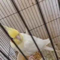 عروس لوتینو|پرنده|قم, دروازه ری|دیوار