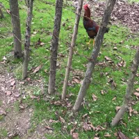 خروس محلی جوان پسند