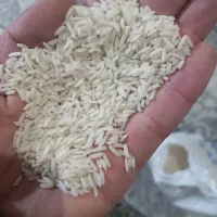 برنج درشت وسورت شده شمال که به روش قدیم آماده شده