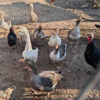 غاز اورک بوقلمون معاوضه مرغ .برشیری. بزغاله|حیوانات مزرعه|خاوران, |دیوار