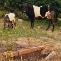 گاو هلندی جوان با گوساله هلندی نر درجه یک