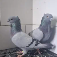 کبوتر سبز سینه فر بسیار زیبا