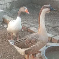 قوغاز و غاز بومی