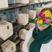 جفت کوتوله مولد جوجه قفس عروس گرینچیک راهب کاسکو