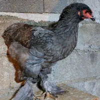 تخم نطفه دار و جوجه برهما اصل|حیوانات مزرعه|قائم‌شهر, |دیوار