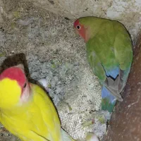 کوتوله برزیلی