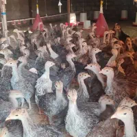 جوجه بوقلمون دوماهه|حیوانات مزرعه|میمند, |دیوار